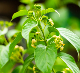 Gymnema Sylvestre